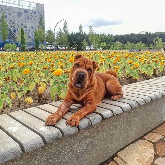 Shar-Pei lying on top of the cement edge of the field of sunflower at the park