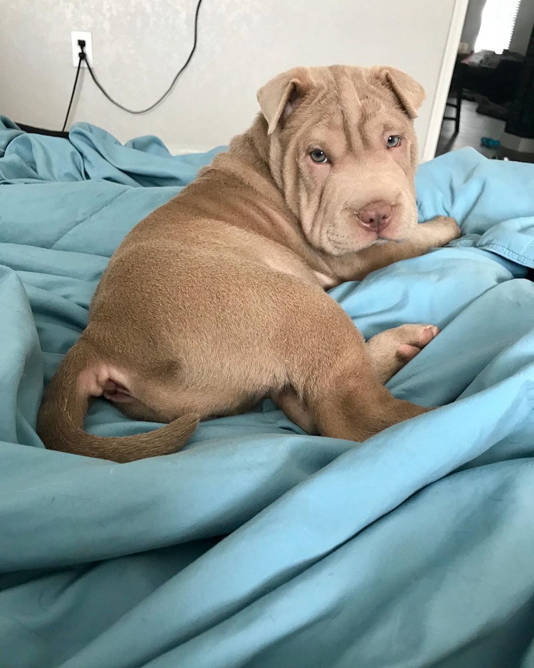 Shar-Pei lying on the bed while looking back with its adorable face