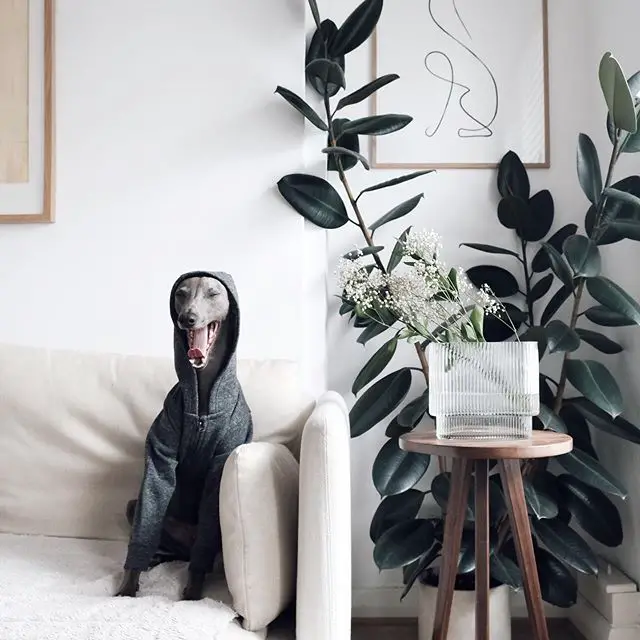 A Greyhound sitting on the couch while yawning and wearing a jacket with a hoodie