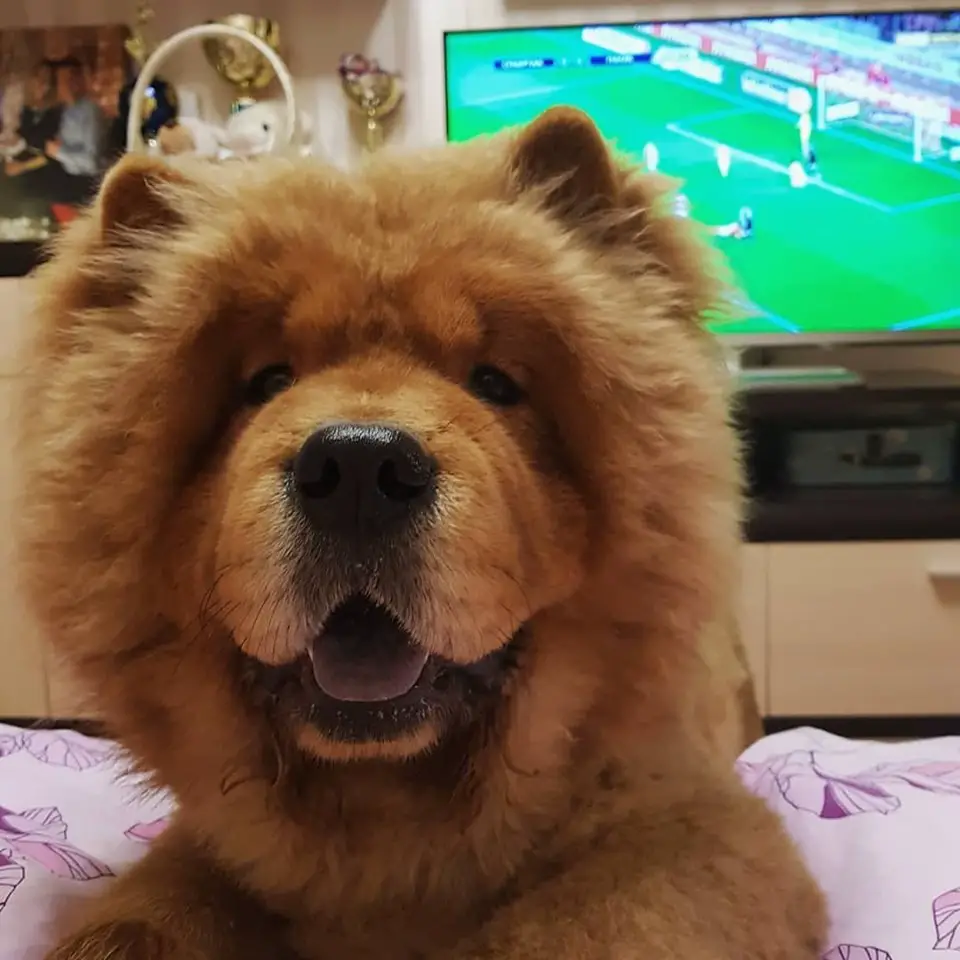 A red Chow Chow lying on the bed while smiling