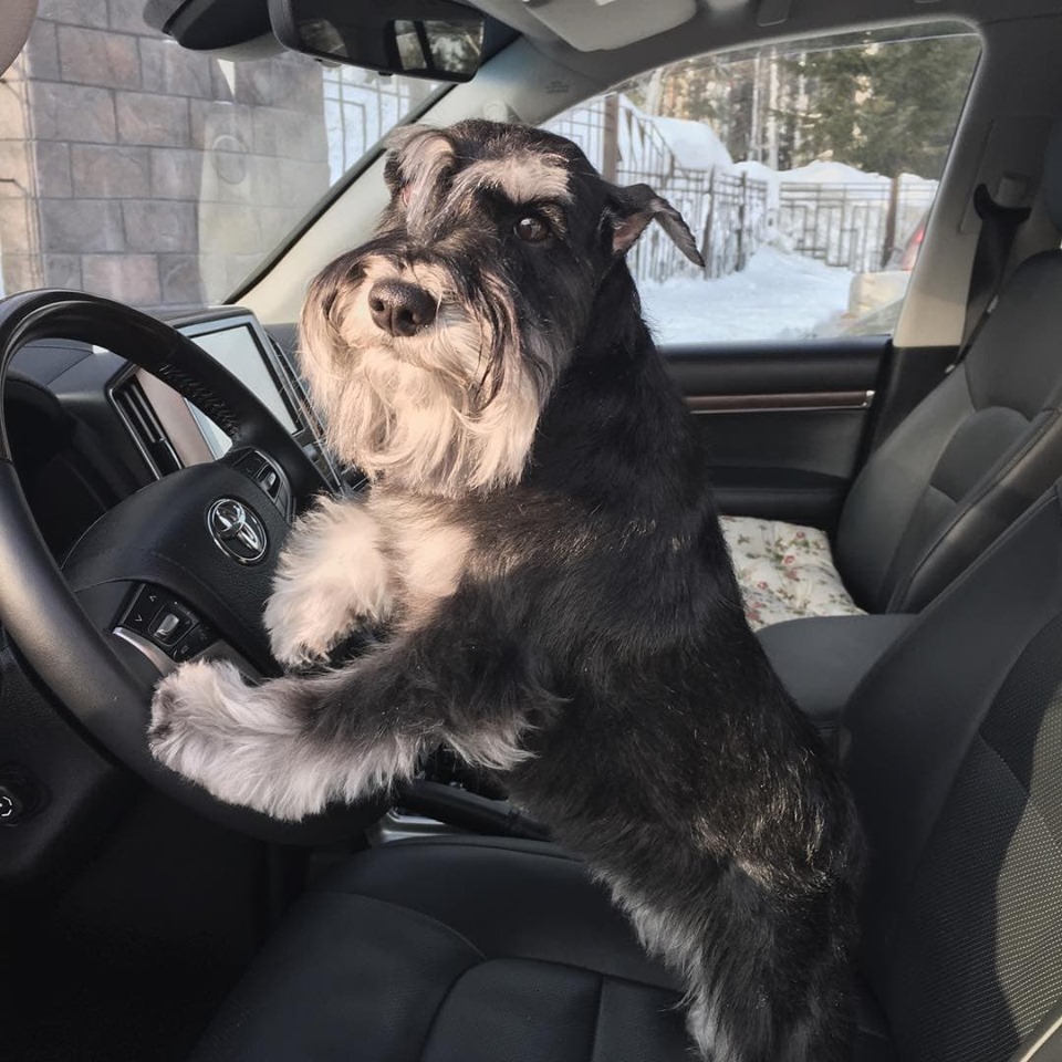 Schnauzer leaning against the steering wheel inside a parked car