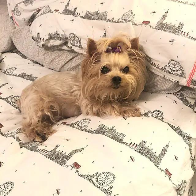 Yorkshire Terrier lying down on the bed
