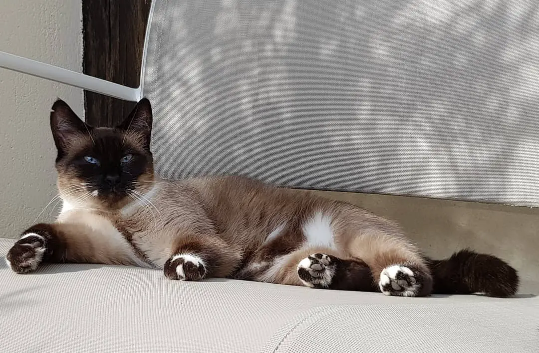 Siamese Cat resting on the couch