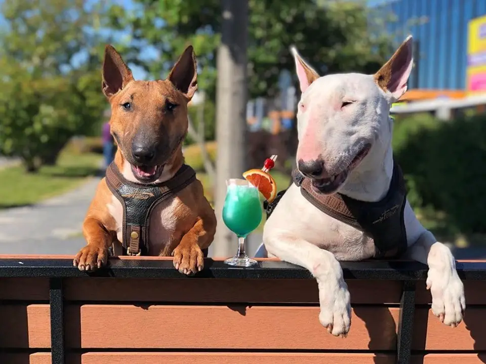 two Bull Terriers sitting on the bench while smiling under the sun