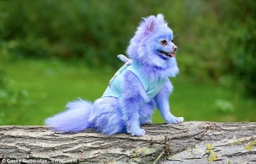 a blue Pomeranian sitting on top of the laid tree trunk in the forest