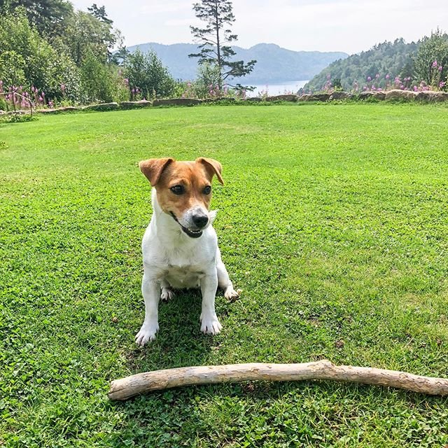 Jack Russell Terrier at the park with a big stick on the grass