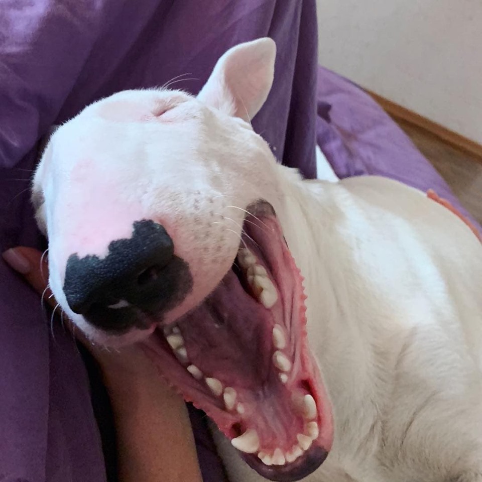 A Bull Terrier with its mouth wide open while leaning towards a woman lying on the bed