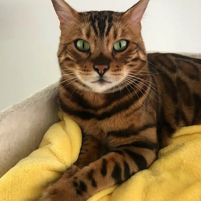 Bengal Cat lying down in its bed on top of a yellow blanket