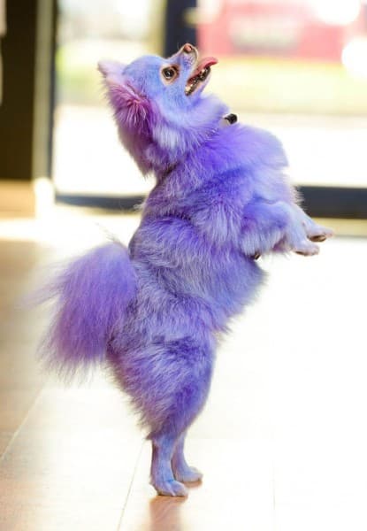 a purple Pomeranian standing up