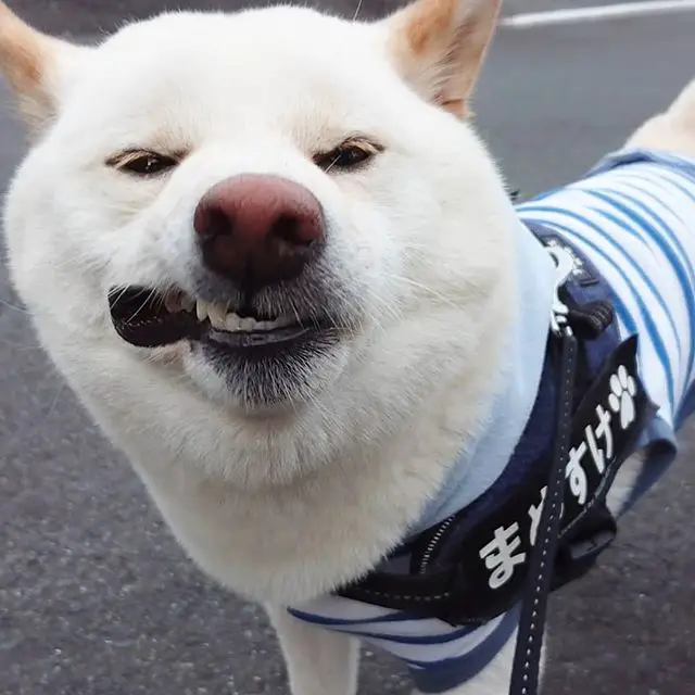 A Shiba Inu wearing a striped shirt with something in tis mouth while standing on the pavement