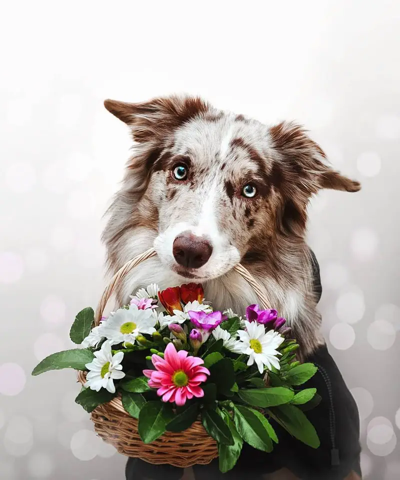A Border Collie holding a wicker filled with flowers and leaves
