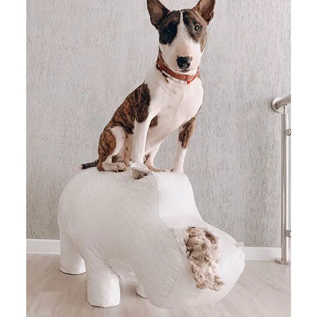 A Bull Terrier sitting on top of a hippo shaped furniture