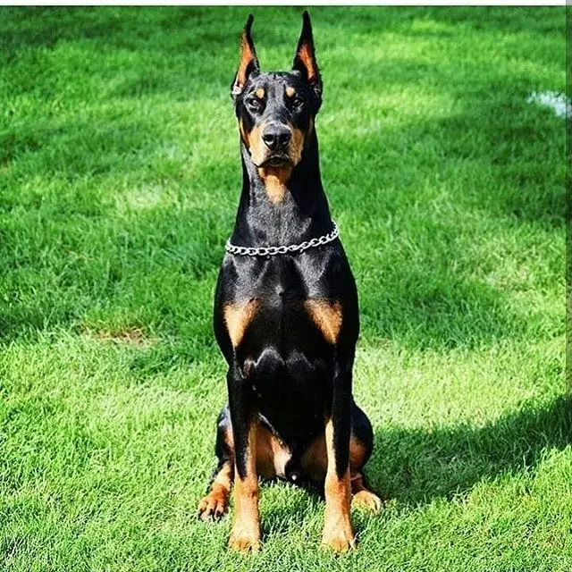 A Doberman sitting on the grass while staring
