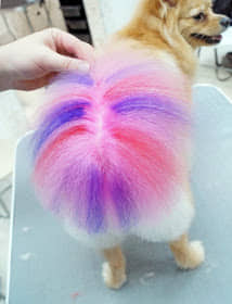 a Pomeranian with purple, red and pink tail while standing on top of the grooming table