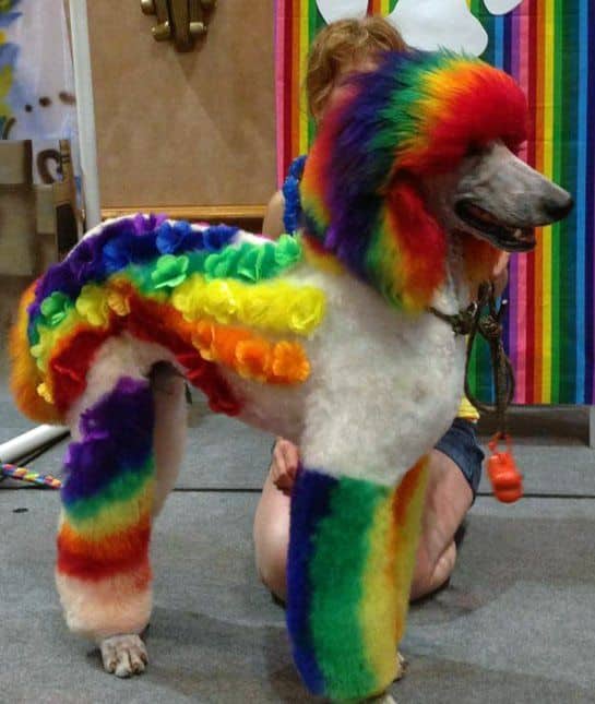 Poodle with rainbow colors
