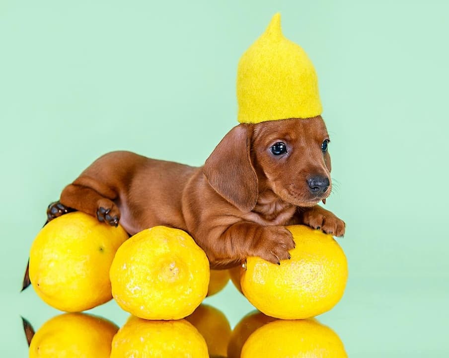 A brown Dachshund puppy on top of a lemon