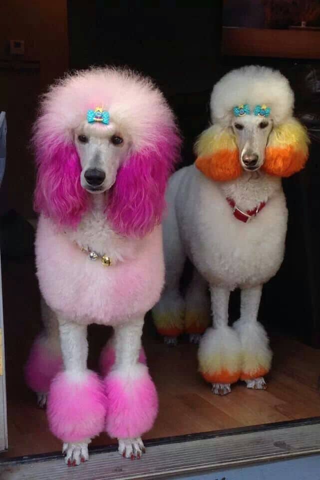 two Poodles in princess hairstyle with light and dark pink colors, and orange and yellow colors