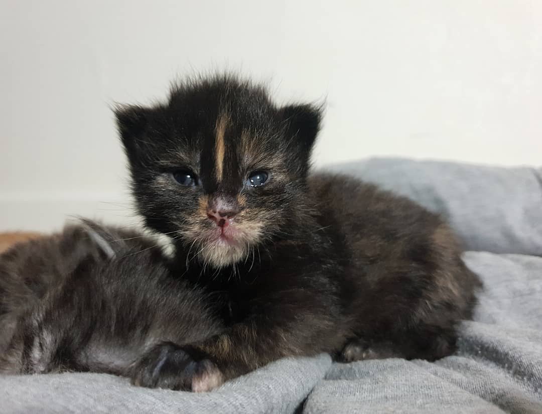 Tortoiseshell Maine Coon kitten