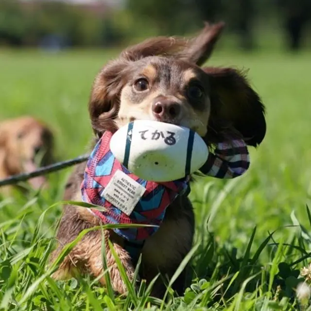 A Dachshund running at the park with a ball in its mouth