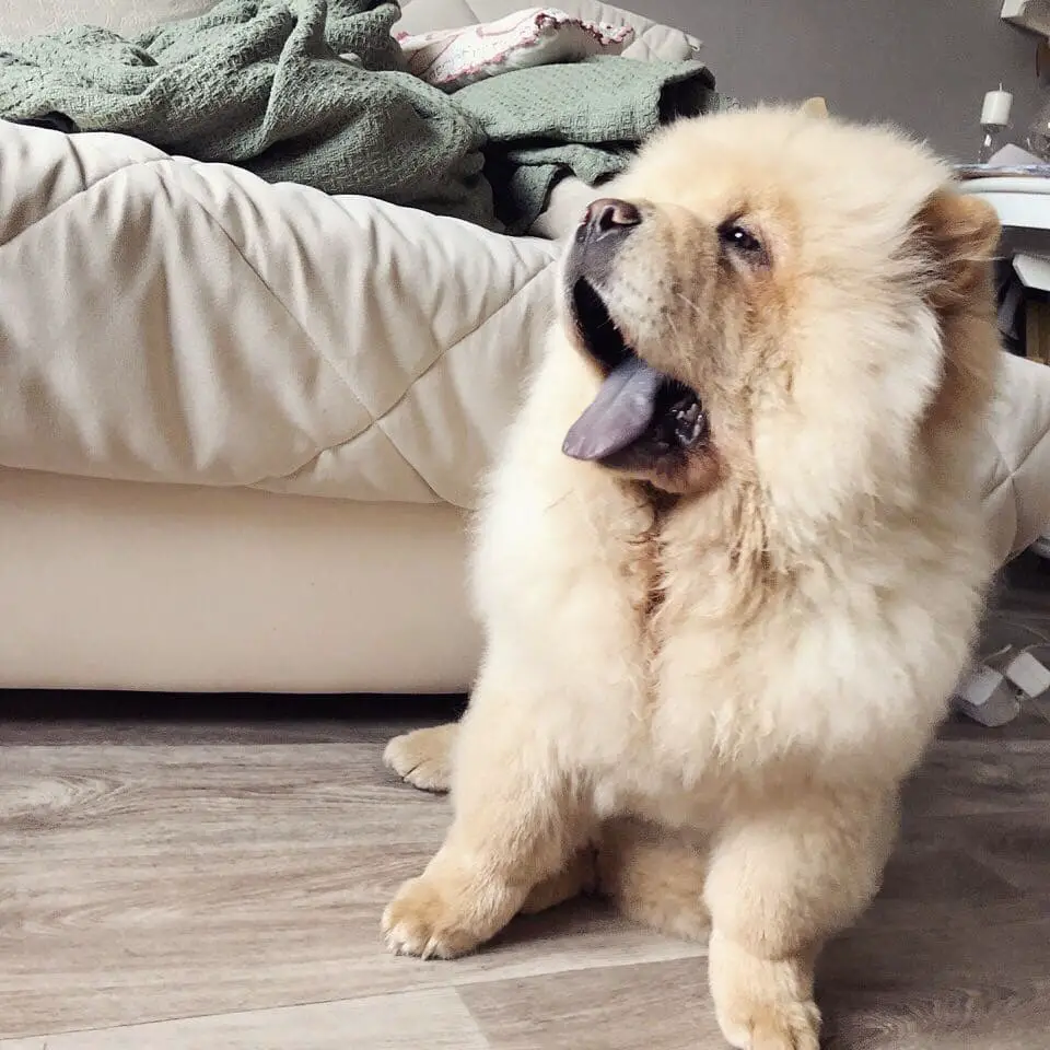 A Chow Chow sitting on the floor while yawning