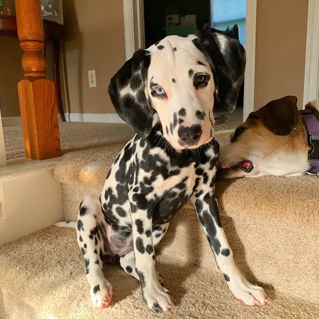 A Dalmatian puppy sitting on the stairway with another dog lying behind him