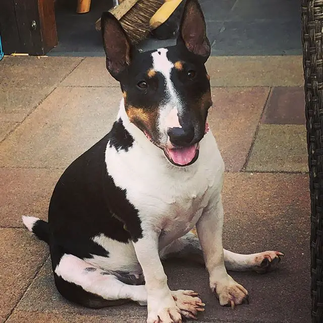 A Bull Terrier sitting on the floor while smiling