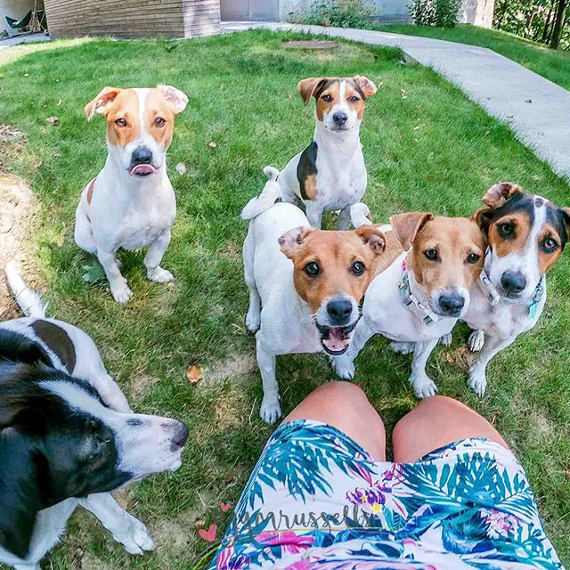 five Jack Russell Terriers sitting in the front yard