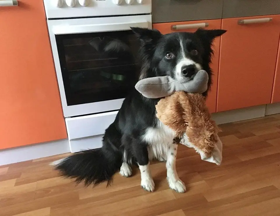 A Border Collie sitting in the kitchen with a stuffed toy in its mouth