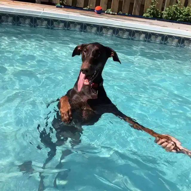 A Doberman standing in the water in the pool with its paw being held by a person