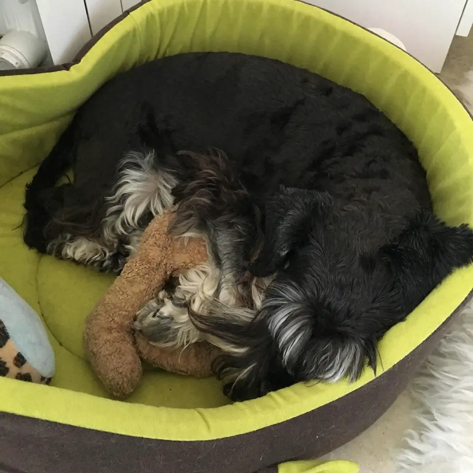 Schnauzer curled up sleeping on its bed with its toy