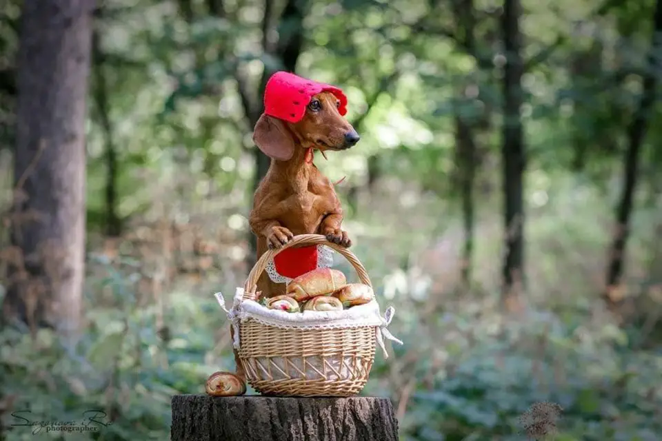 A brown Dachshund in red riding hood look standing up behind the basket of bread on top of the chopped tree