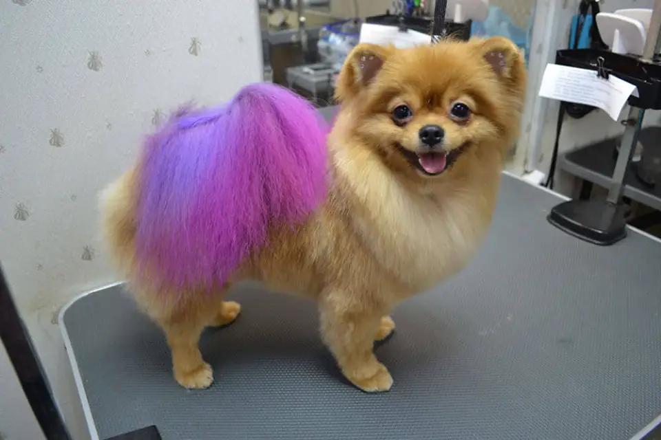 A red Pomeranian with purple and pink tail while standing on top of the grooming table