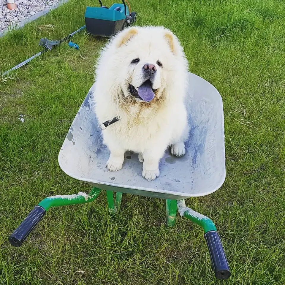 A Chow Chow sitting in a wheel barrow while smiling with its tongue out in the yard