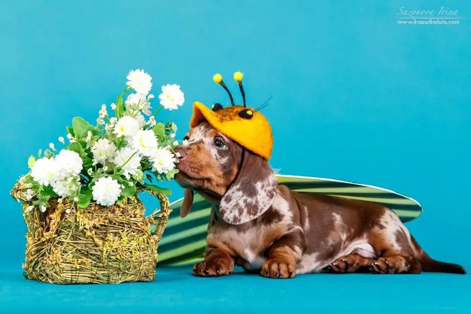 A Dachshund lying on the floor while smelling the flowers next to him