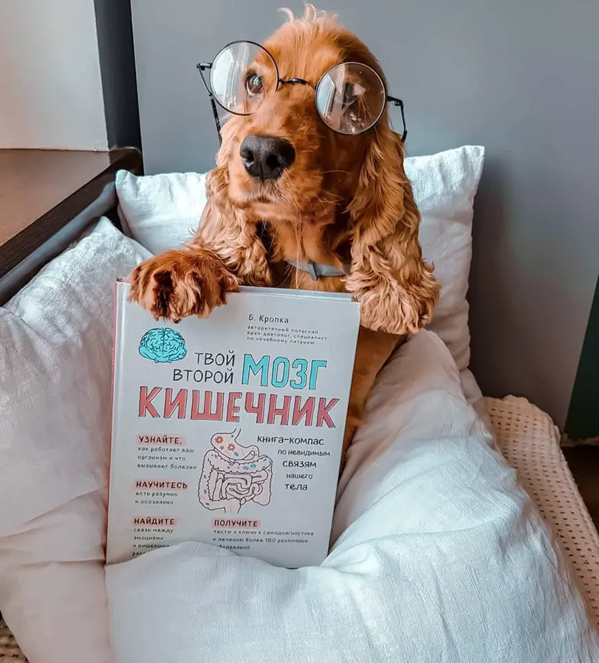 Cocker Spaniel sitting on tis bed while wearing glasses and with a book in its paw
