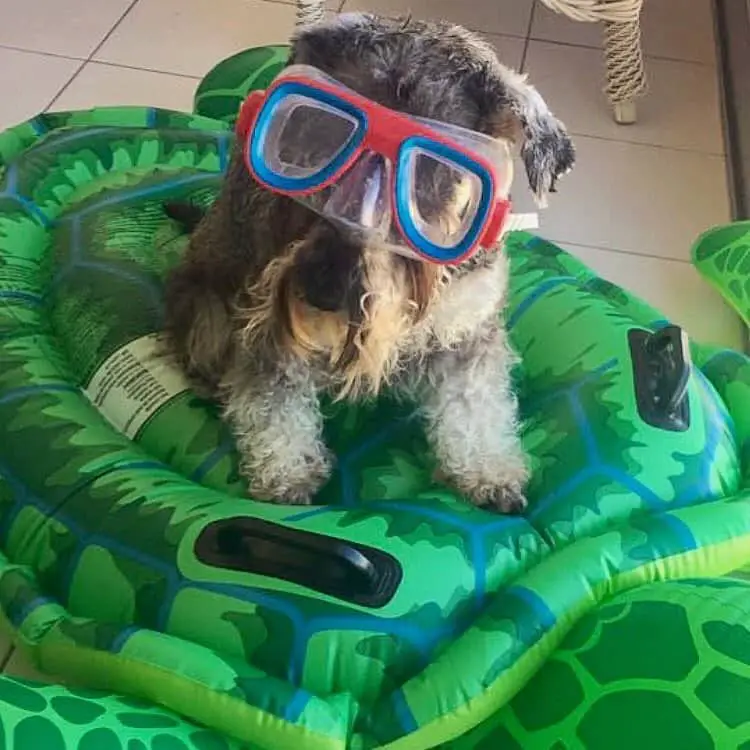 A Schnauzer wearing goggles while sitting on top of a floatie