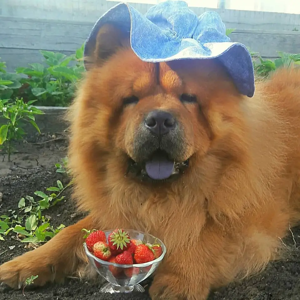 A Chow Chow wearing a hat while lying in the garden with a strawberry in a glass bowl in front of him