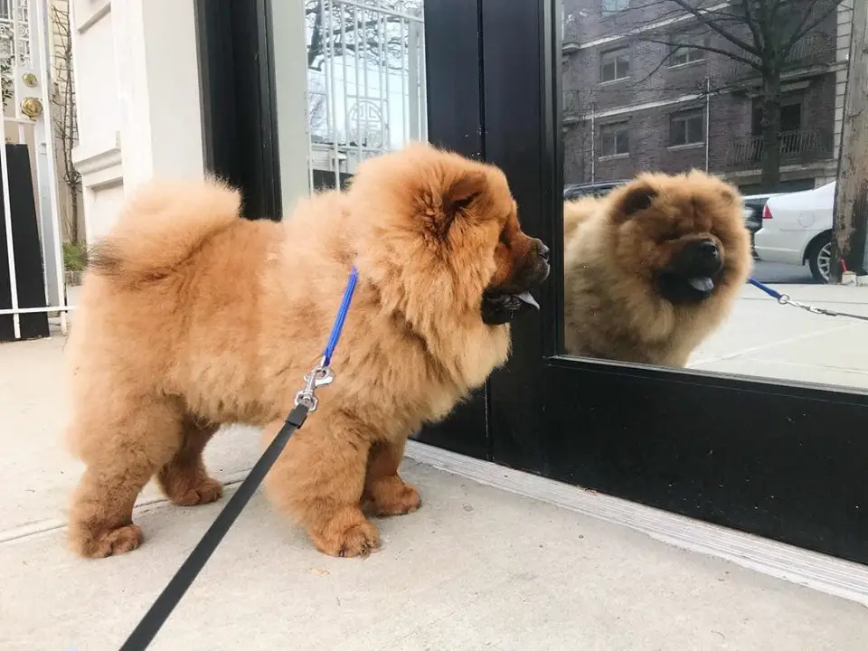 A Chow Chow standing in front of a glass mirror door