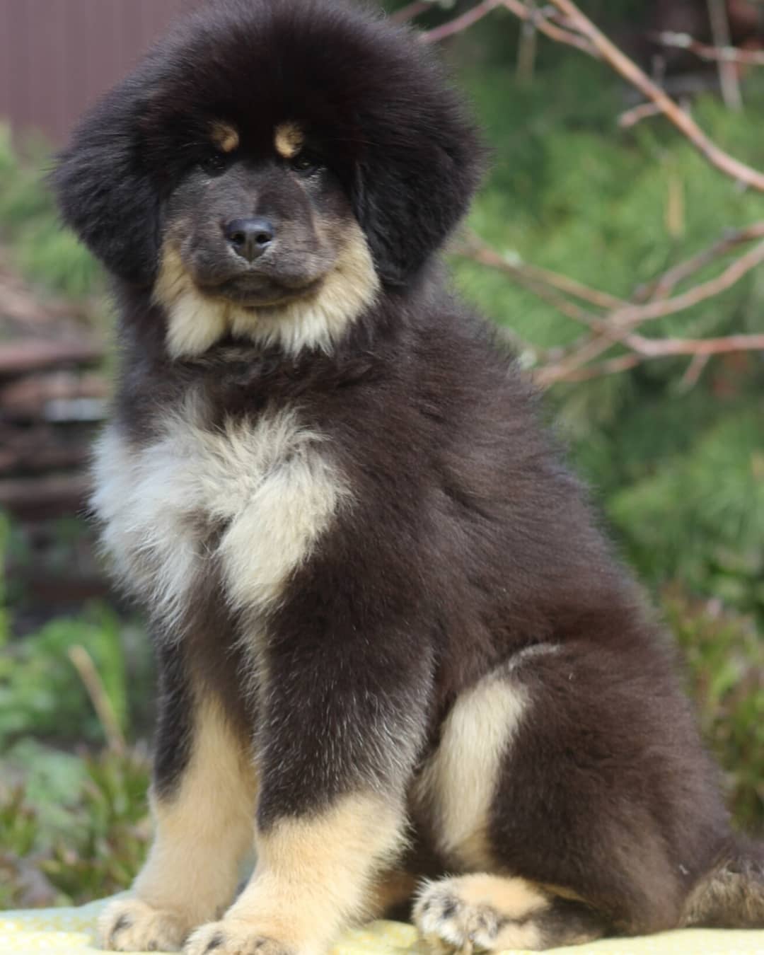 A Tibetan Mastif puppy sitting on top of the table in the garden