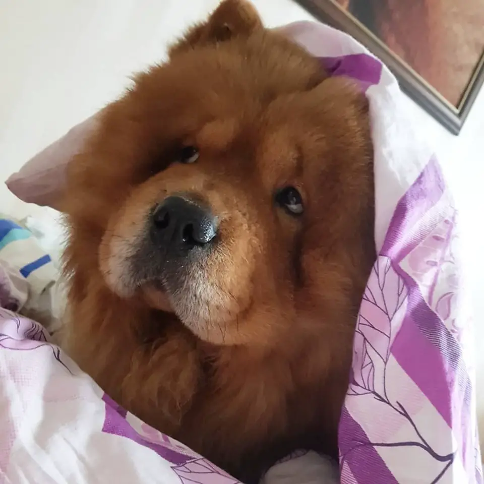 A Chow Chow peeking under the blanket