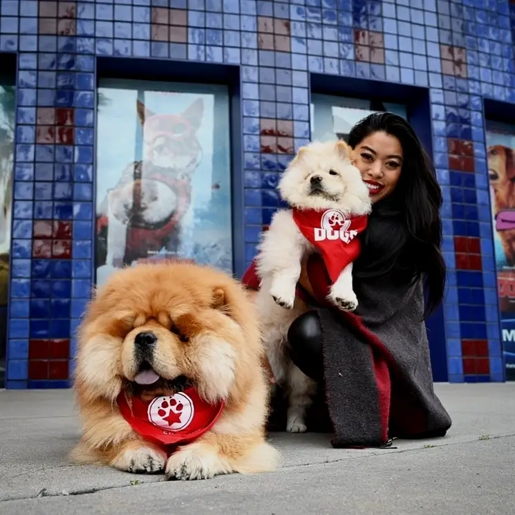 two Chow Chows with a girl
