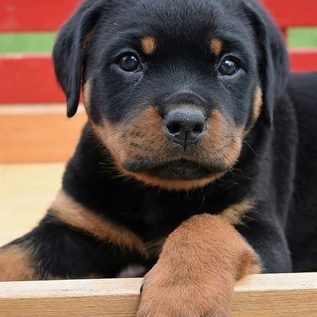 A Rottweiler puppy lying on the bench at the park