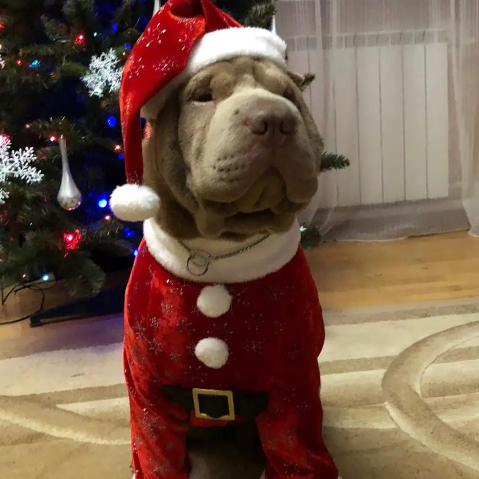 Shar-Pei sitting on the floor in front of the Christmas Tree while wearing a Santa Clause costume