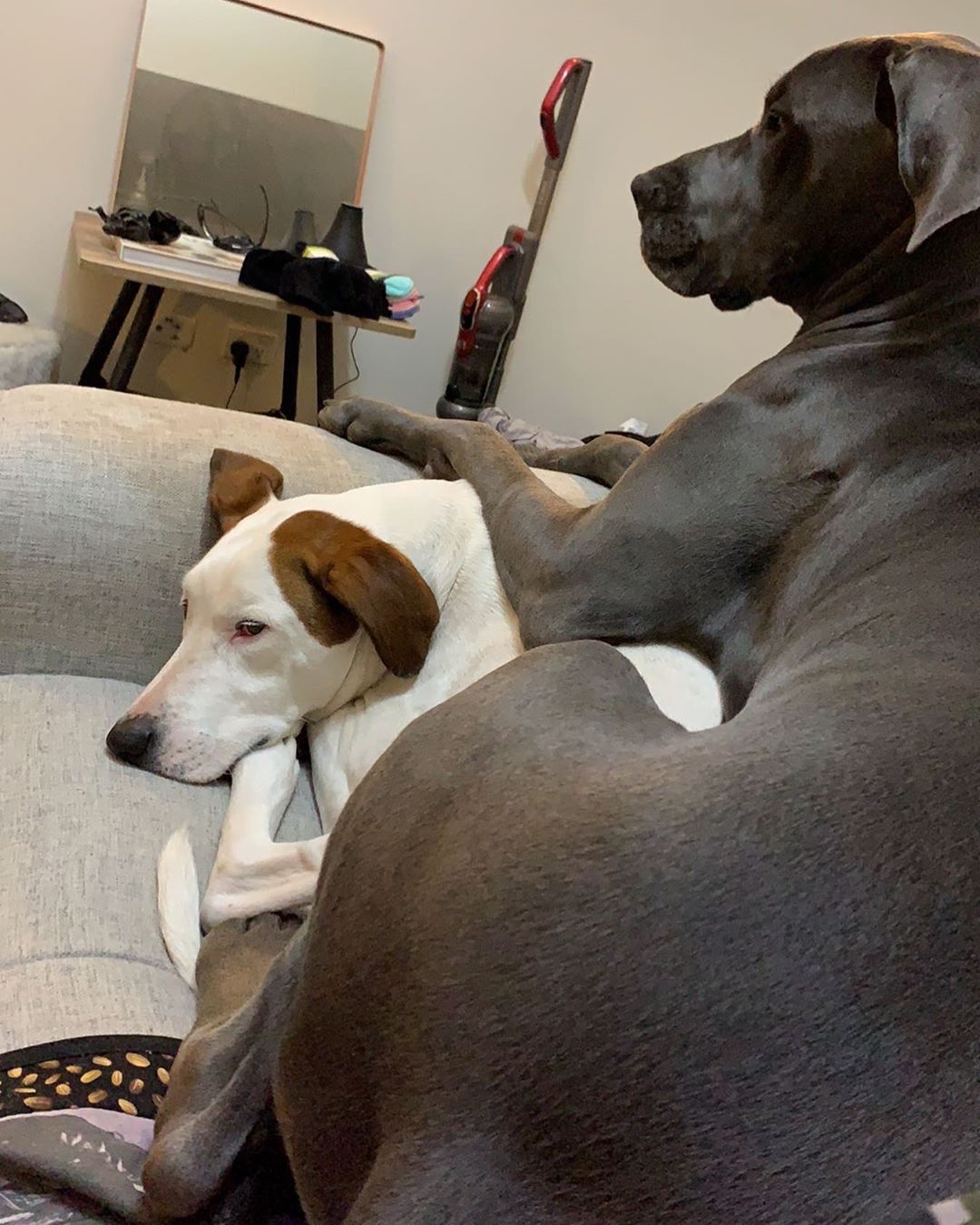 A Great Dane lying on top of a dog in the couch