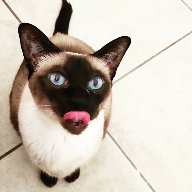 Siamese Cat on the floor looking up while licking its mouth