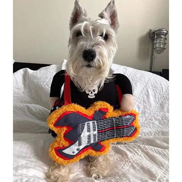A Schnauzer in rock star costume while sitting on the bed