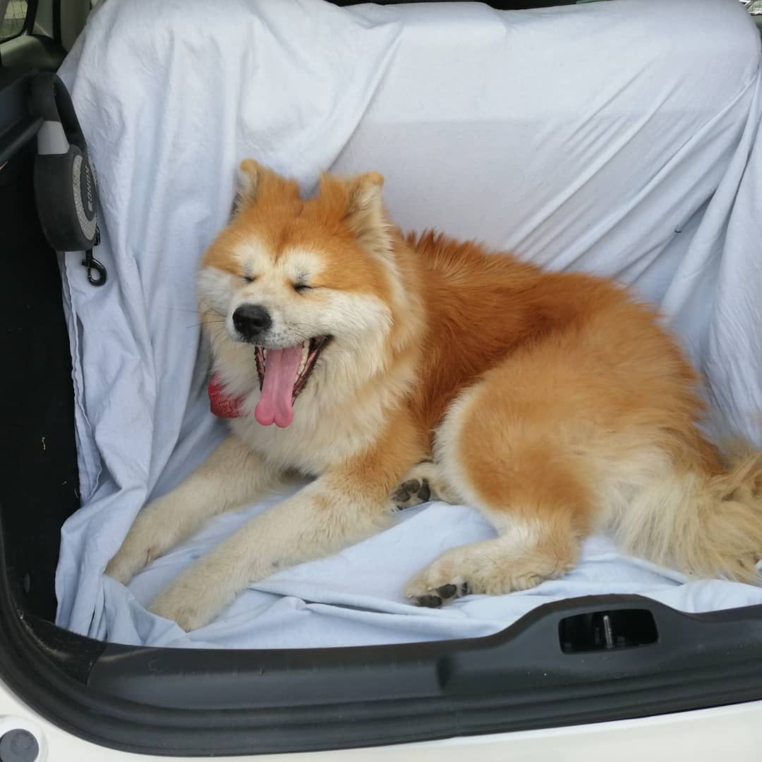 Akita Inu lying inside the car trunk while yawning