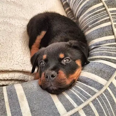 A Rottweiler puppy lying on its bed