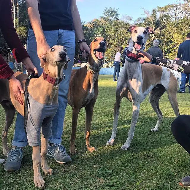 three Greyhound at the park with their owners
