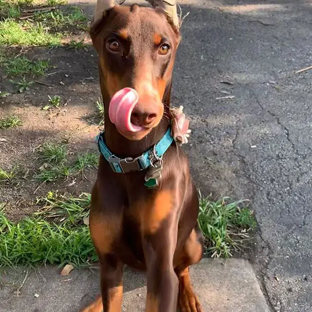 A Doberman sitting on the pavement while licking its mouth